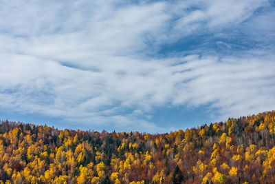 Low angle view of yellow trees against sky during autumn