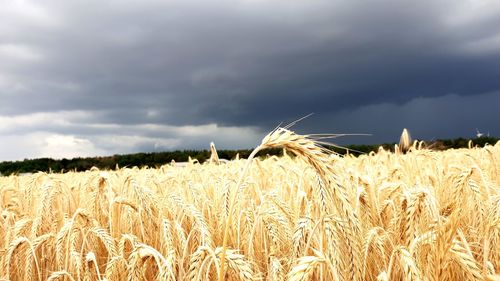 Wheat field against sky