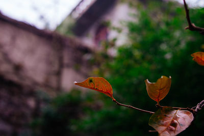 Close-up of butterfly on flower