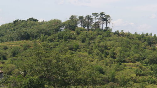 Trees in forest against sky