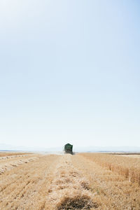 Heavy combine machine collecting wheat in dry field in countryside in harvest season