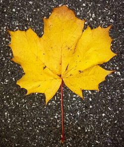 Close-up of maple leaves