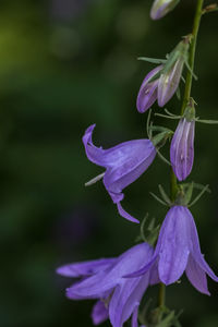 Close-up of purple flowers