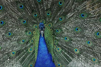 Close-up of fanned out peacock