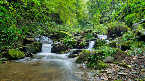 Scenic view of waterfall in forest