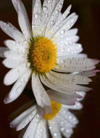 Close-up of water drops on yellow flower