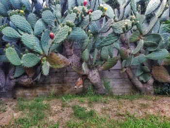 High angle view of succulent plant on field