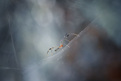 Close-up of spider on web