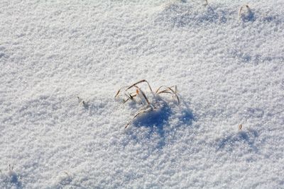 High angle view of crab on beach