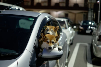 Dog in car