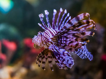 Close-up of fish underwater