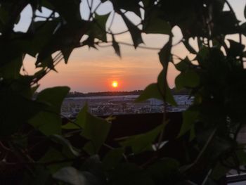 Close-up of silhouette plants against sky during sunset