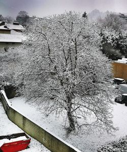 Snow covered plants by car during winter