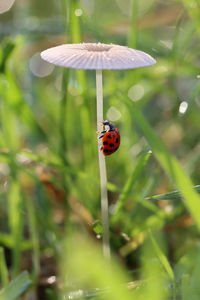 Close-up of ladybug on leaf