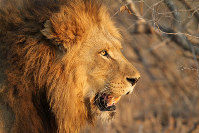 Close-up portrait of lion