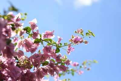 Low angle view of pink flowers blooming on tree against sky