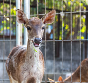 Portrait of deer