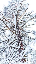 Close-up of snow covered tree