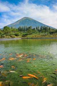 View of fish in lake