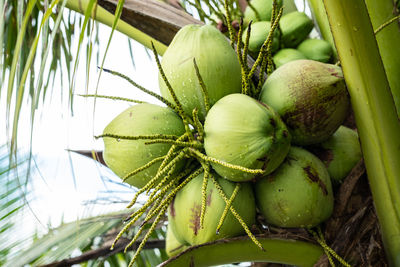 Close-up of fruits growing on plant