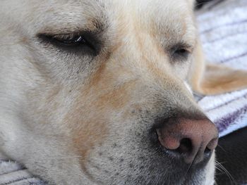 Close-up portrait of dog relaxing