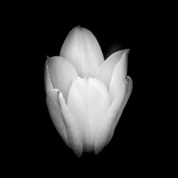 Close-up of white rose against black background