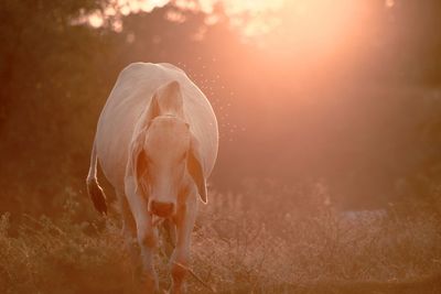 Cow walking on field during sunset