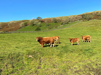 Large brown bull, and cows, grazing on the sloping fells of littondale, skipton, uk