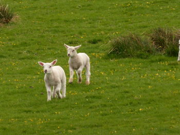 Dog on grassy field
