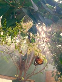 Plants growing on tree