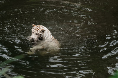 High angle view of cat in lake