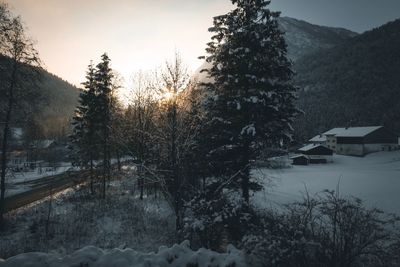 Trees and buildings against sky during winter