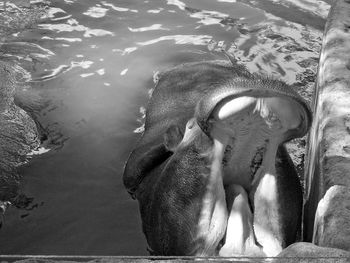 High angle view of elephant swimming in water