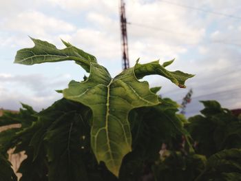 Close-up of leaves against sky