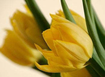 Close-up of yellow flowering plant