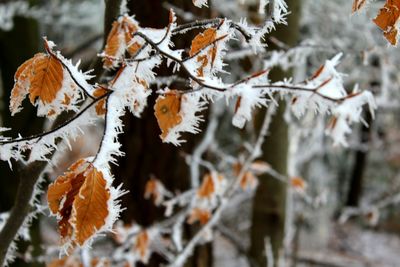 Close-up of autumn leaves