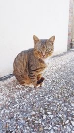 Portrait of cat sitting on footpath