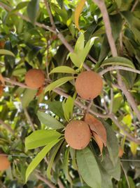 Close-up of fruit growing on tree