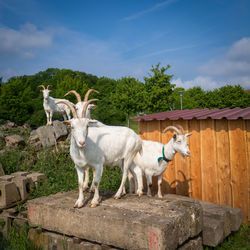 View of two horses standing against plants