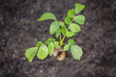 Close-up of green leaves on plant