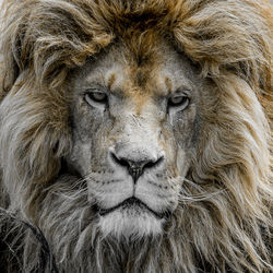 Close-up portrait of a lion