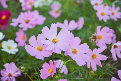 Close-up of cosmos flowers blooming outdoors