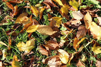 High angle view of maple leaves fallen on field