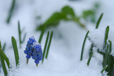Close-up of frozen plant during winter