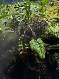 plant