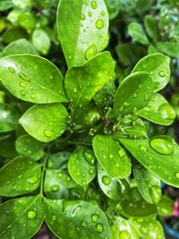 Close-up of raindrops on leaves