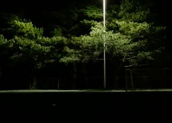 Trees in forest at night