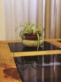 Close-up of potted plant on table at home