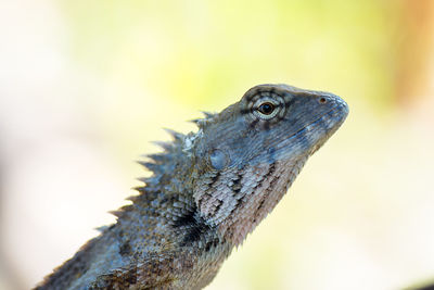 Close-up of lizard