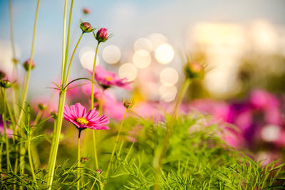 Close-up of pink flowering plants on field